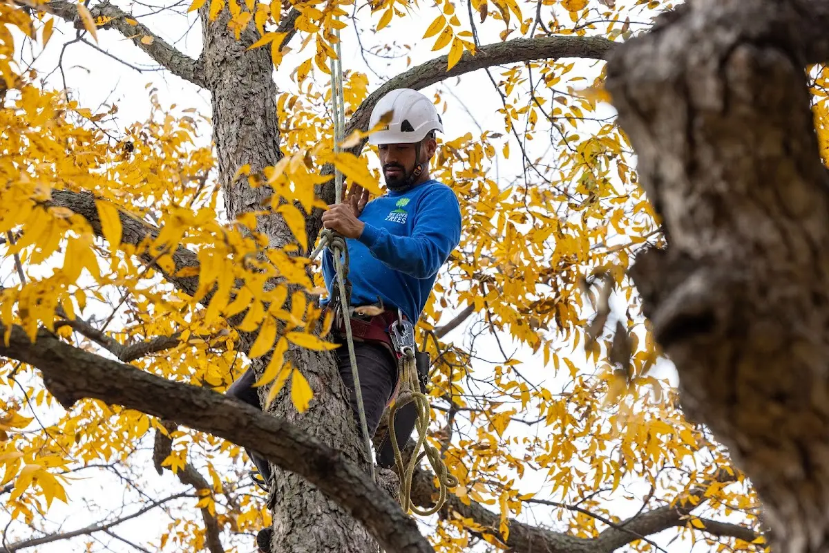Skilled Tree Planting crew working in Oklaunion